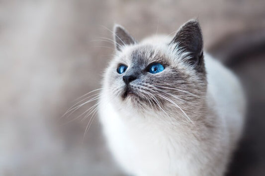 ASTROLOGY FOR YOUR PET